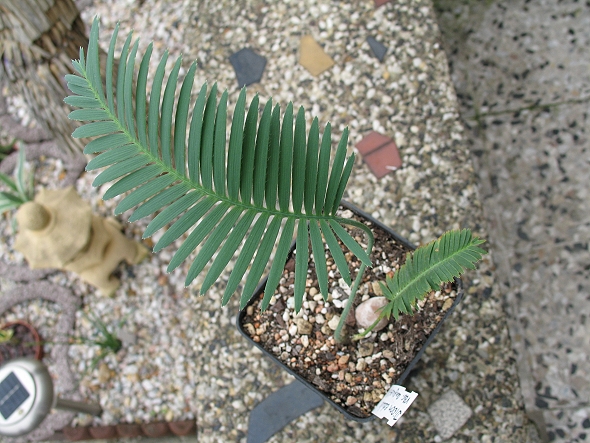 Dioon edule var.angustifolia